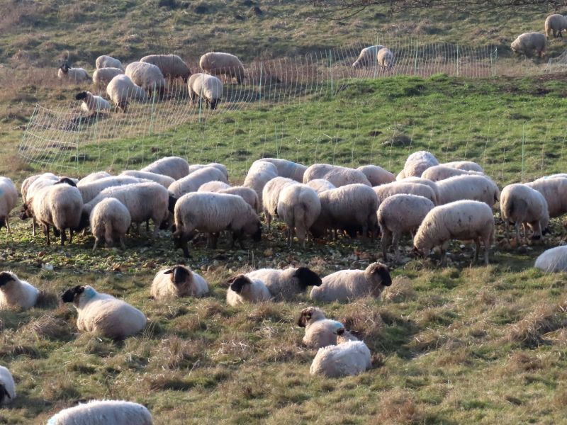 Kdo bo upravičen do pomoči za poginule ovce in koliko bo znašala?