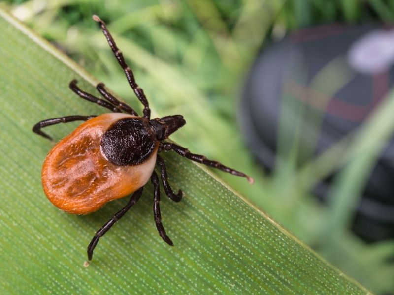 Trik proti klopom: preprosta rešitev, ki osvaja vrtove