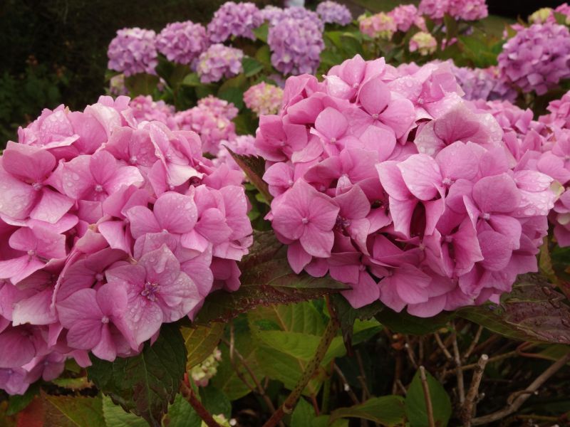 Ta trik lahko spremeni barvo hortenzij