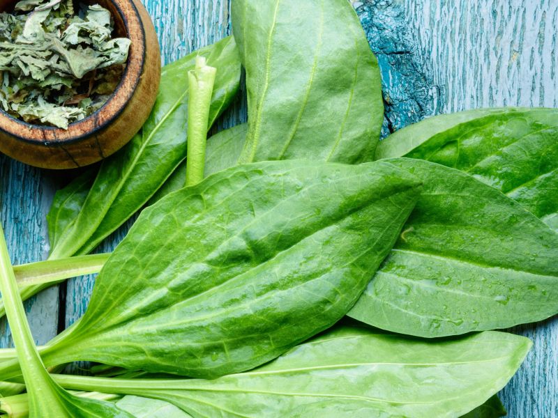 Čisti pljuča in pomaga, da se rana hitreje zaceli