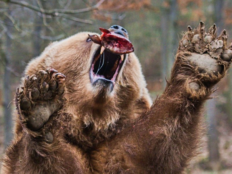 Kazni za vožnjo v naravi do 2000 evrov in hitrejše ukrepanje proti nevarnim zverem