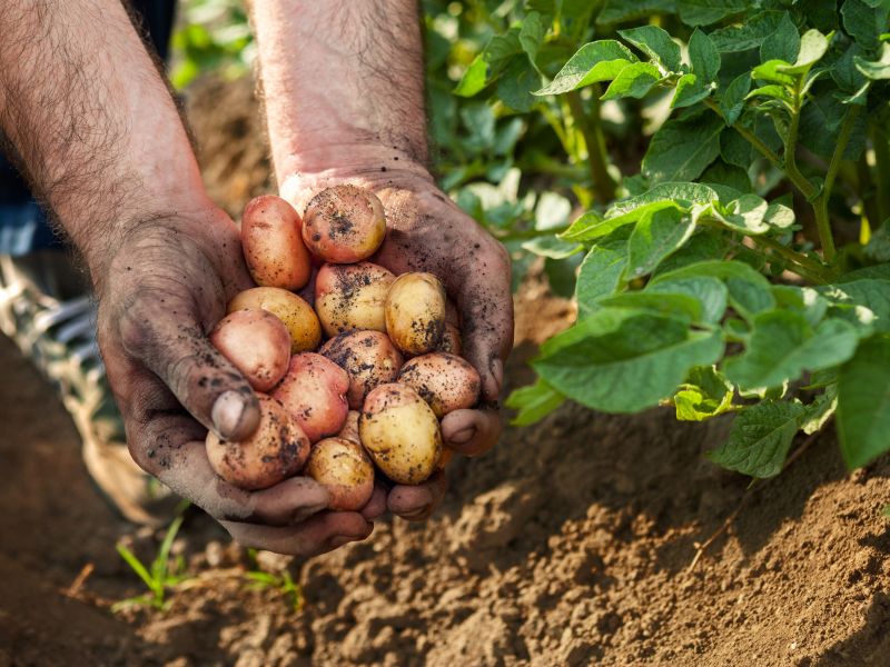 Ta trik s pepelom poznajo le izkušeni vrtičkarji