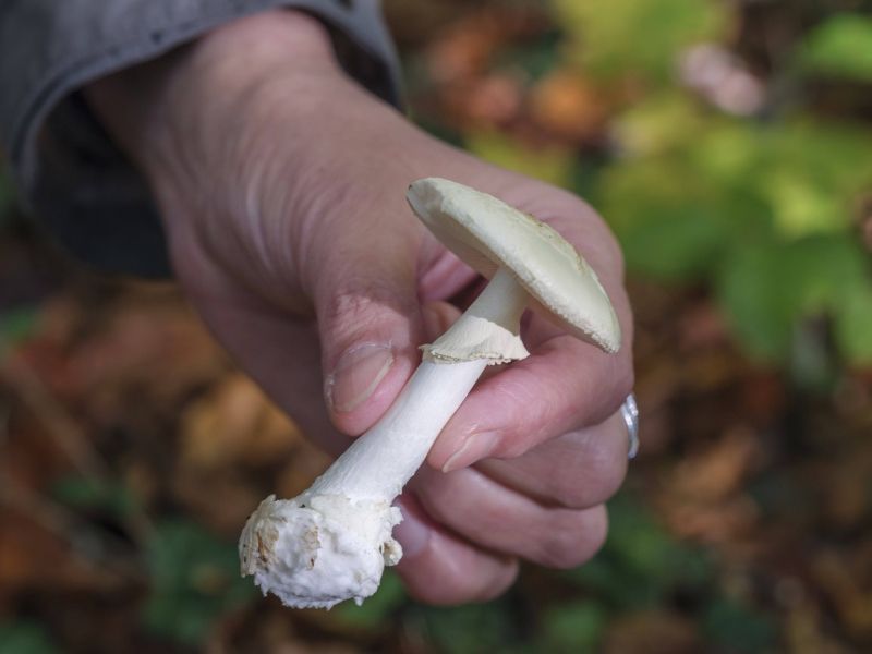 Smrtonosno kosilo: ženska obsojena umora treh svojcev s strupenimi gobami