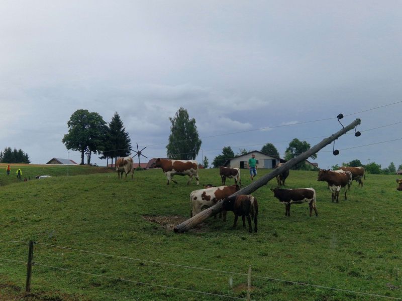 Foto: Na Ptujskem brez elektrike, okoli droga se drenjajo krave