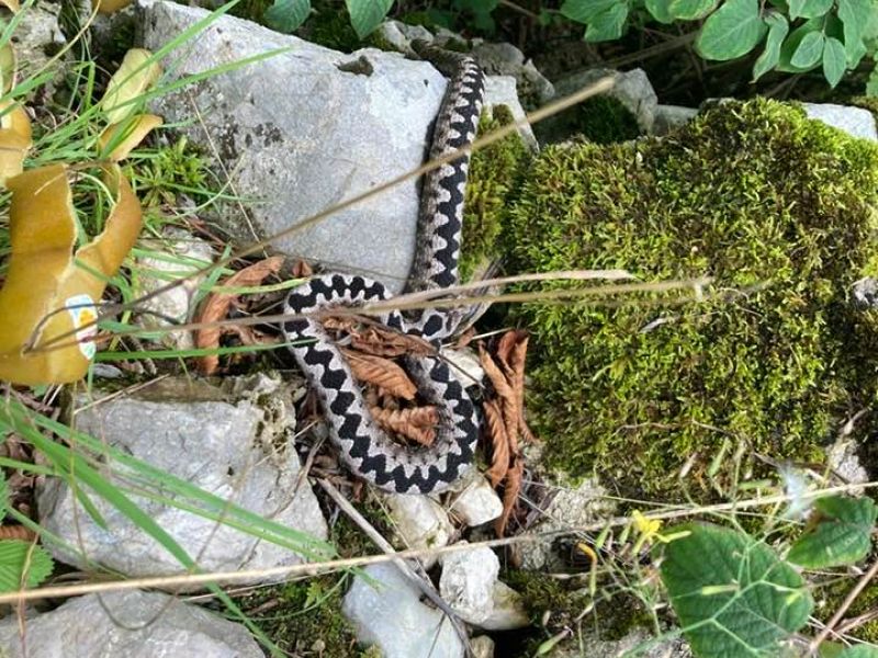 Domačina ugriznil modras, v bolnišnico so ga odpeljali s helikopterjem