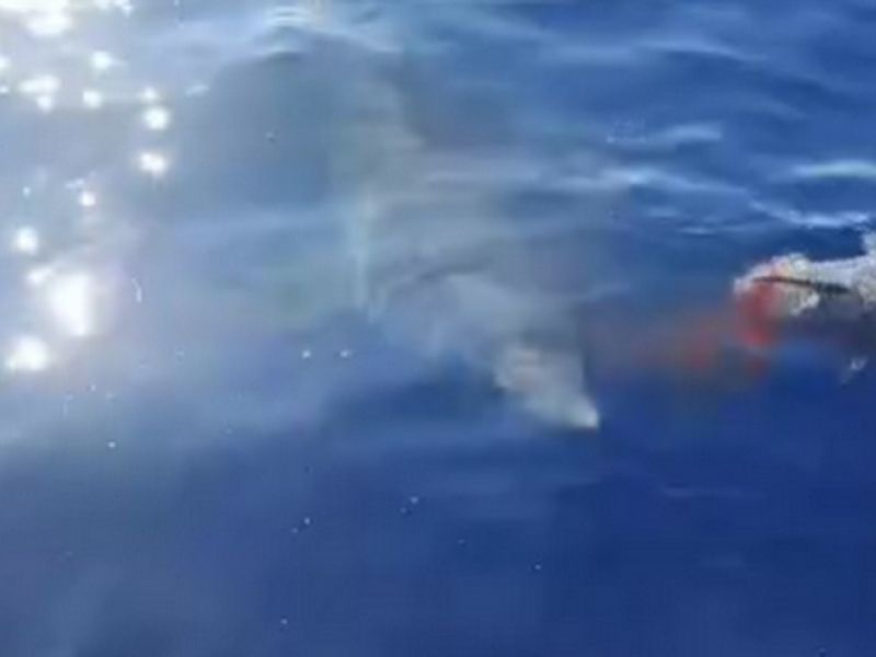 Morski pes mako povzročil paniko v Dalmaciji, napadel ribiški čoln