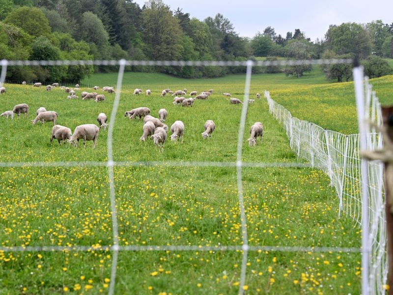 Ob obori sledi medveda in volka, živali pa so na varnem