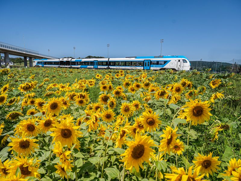 Sončnice krasijo slovenske železniške proge v sklopu akcije "Sejemo sončno prihodnost"