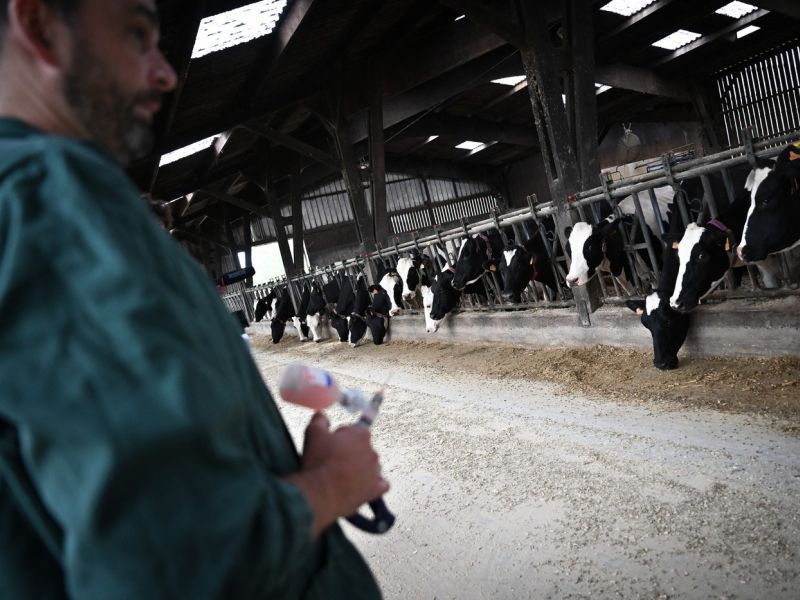 Širjenje bolezni modrikastega jezika povzroča skrbi, pristojni sprejeli ukrepe