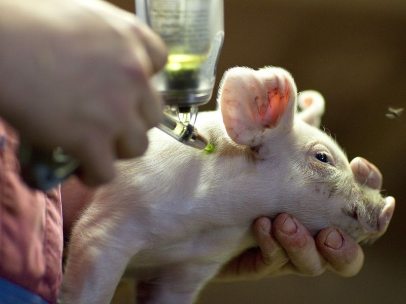 Kastracijo pujskov bodo po novem letu izvajale veterinarske organizacije, lahko tudi s pomočniki