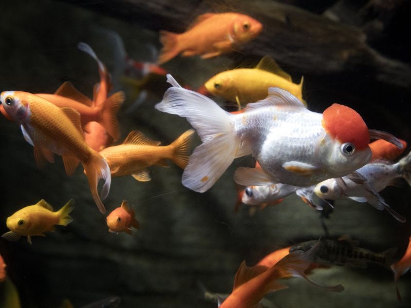 Zlate ribice ogrožajo kačje pastirje v submediteranskih kalih