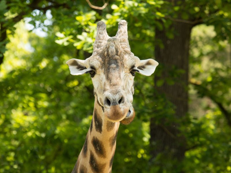 Žalostna vest iz ljubljanskega živalskega vrta: Umrl je Cveto