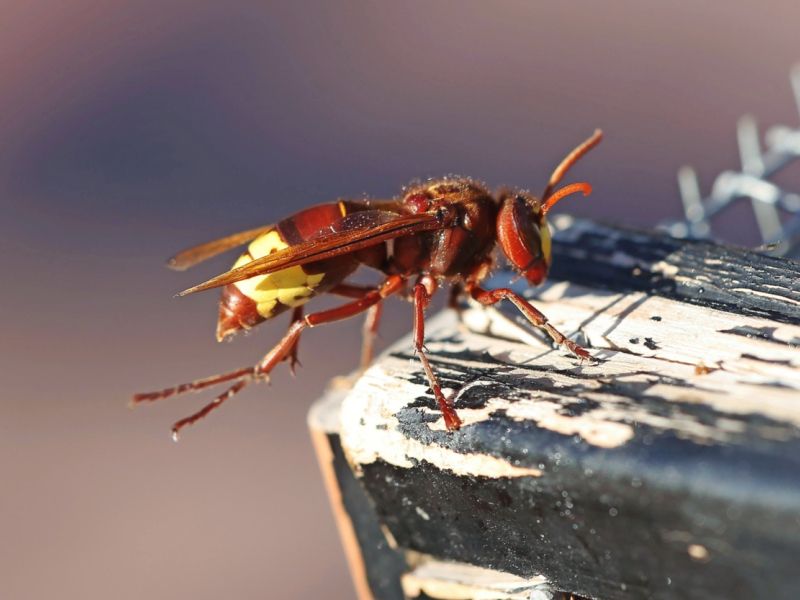 Ker ni na seznamu invazivnih vrst, proti orientalskemu sršenu ni ukrepov