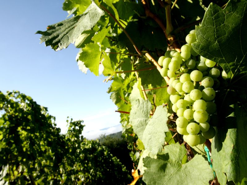 Vinogradniki, pozor: nemudoma odstranite trse, na katerih se kaže ta okužba