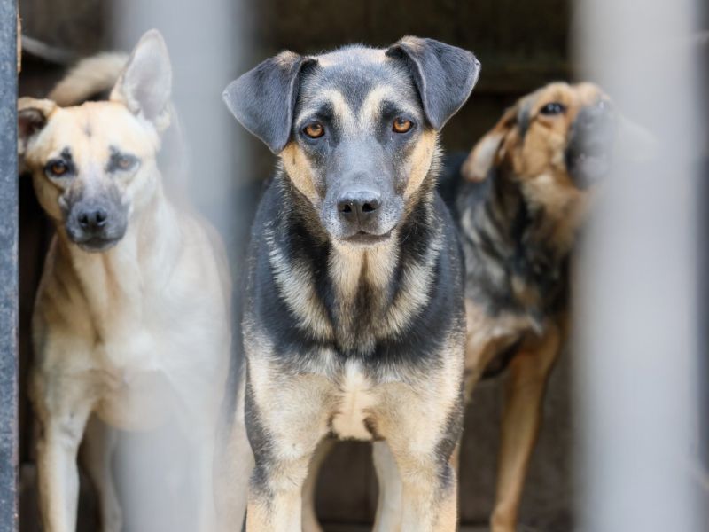 Nova pravila za lastnike psov, kršiteljem globe do 1600 evrov