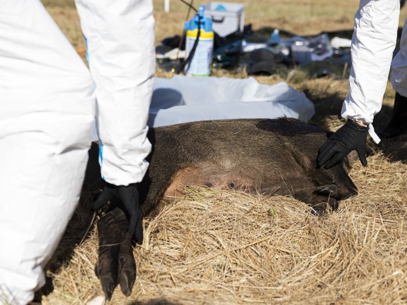 Afriška prašičja kuga potrjena v Bosni in Hercegovini, na Hrvaškem usmrtili več tisoč prašičev