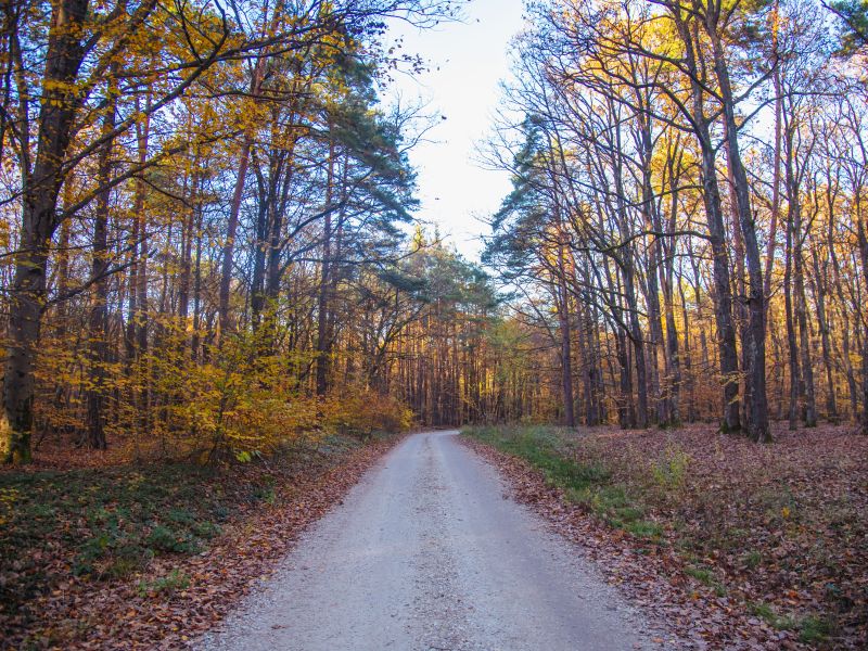 Državni svet z vetom zaustavil zakon o splošnem upravnem postopku in novelo zakona o gozdovih