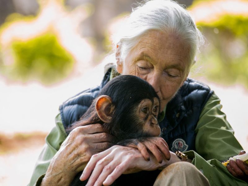 Umrla je Jane Goodall, pionirka raziskovanja šimpanzov