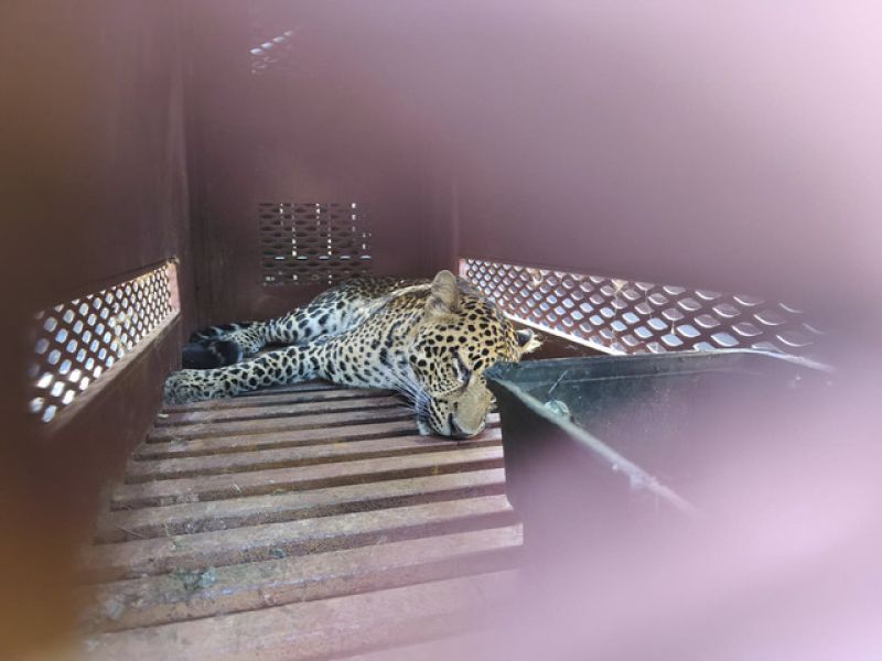 Leopard prestrašil hotelske goste v Indoneziji