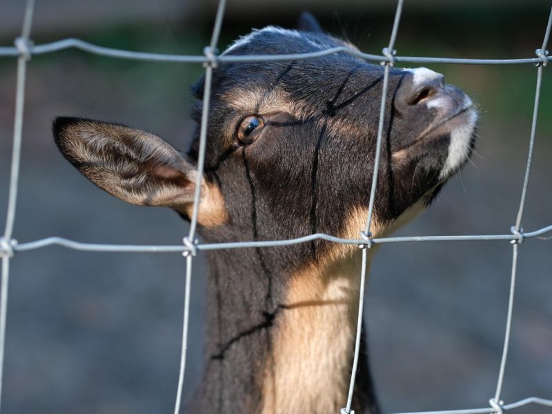 V zagrebškem živalskem vrtu koza napadla otroka, ki jo je vlekel za roge