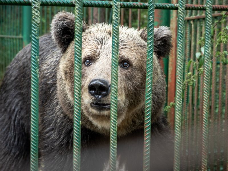Medvedka Mici bo namesto v Nemčijo preseljena v Avstrijo