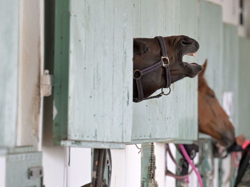 Sodišče odločalo o usodi semena pokojnega šampiona