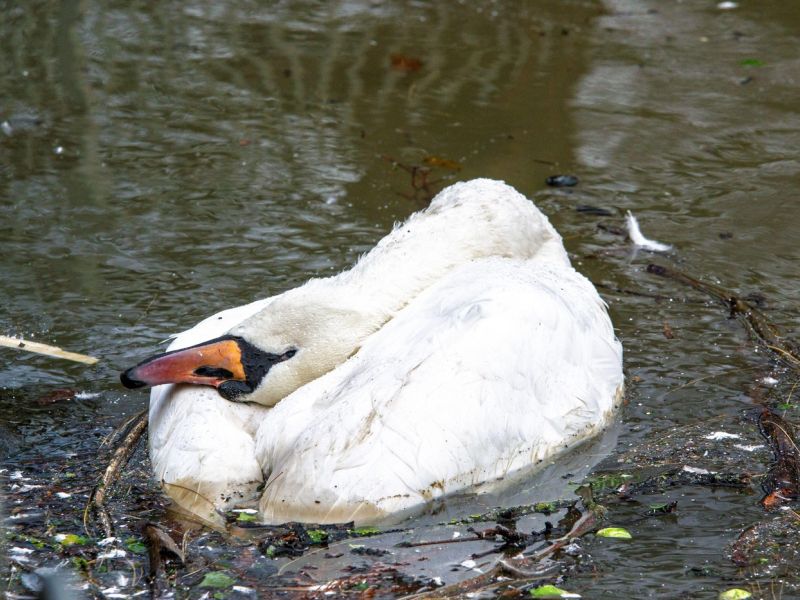 V občini Lenart pri labodu potrdili ptičjo gripo