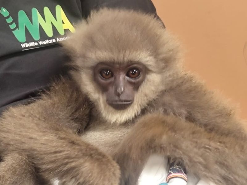 Na letališču v Mumbaju aretirali tihotapca z dvema gibonoma, eden poginil