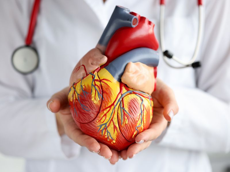 Najnovejše znanstveno odkritje: človeško srce se lahko samo obnovi