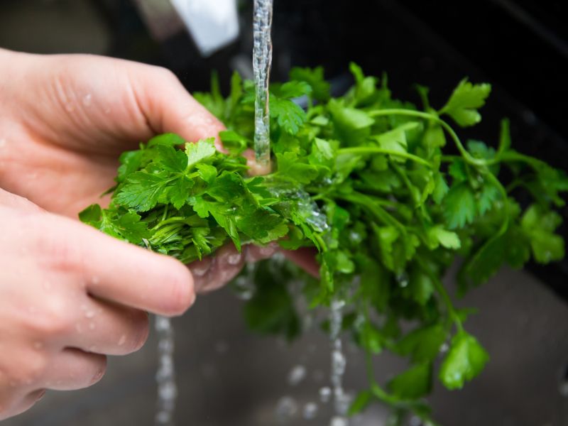 Peteršilj je lahko strupen, preverite, ali ga uporabljate pravilno