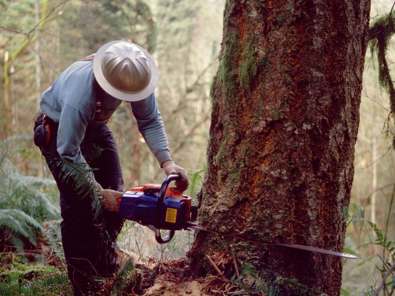 Slovenec na Hrvaškem nezakonito posekal 48 hrastov, bukev in gabrov