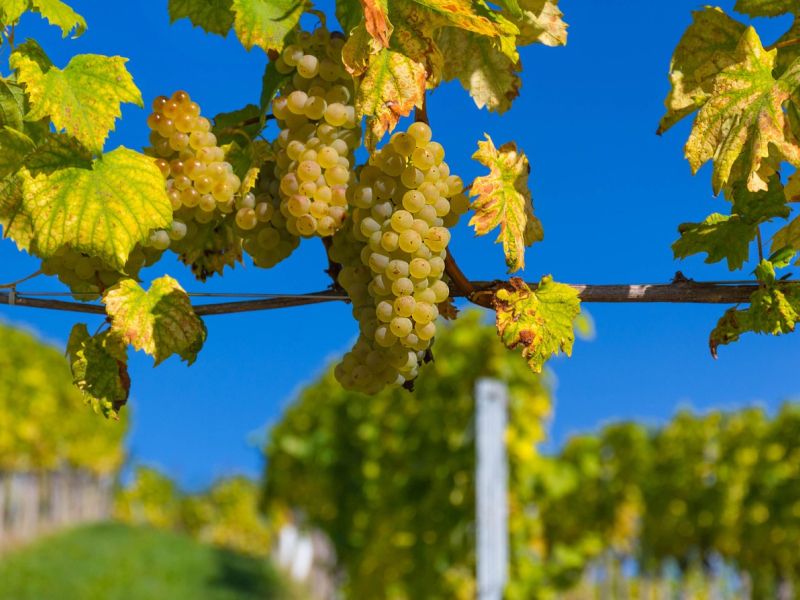 Kaj razkrivajo številke o slovenskem vinu, koliko ga pripada na prebivalca?