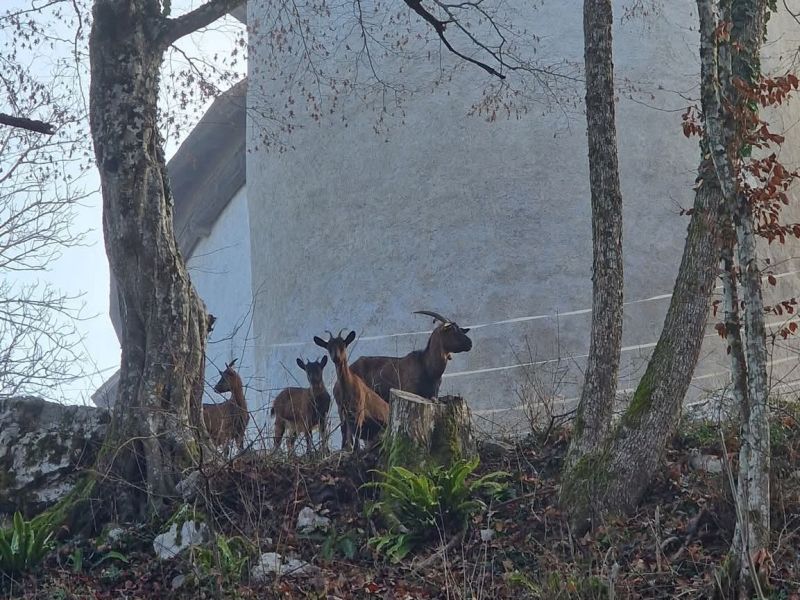 Pojasnila policije po umoru koze v Taboru nad Cerovim
