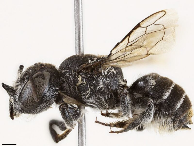 Lucifer med čebelami: Znanstveniki odkrili posebno vrsto (foto)