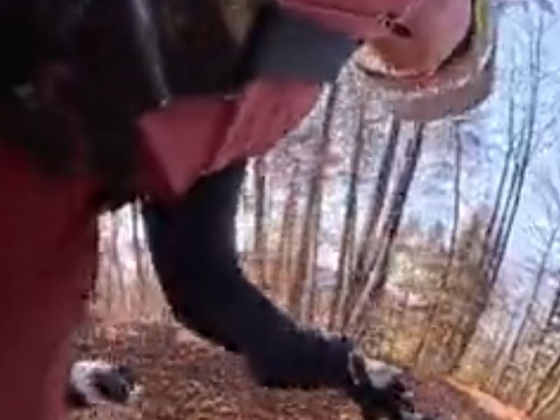 Slovenskega šampiona sta napadla psa, tu so vse podrobnosti