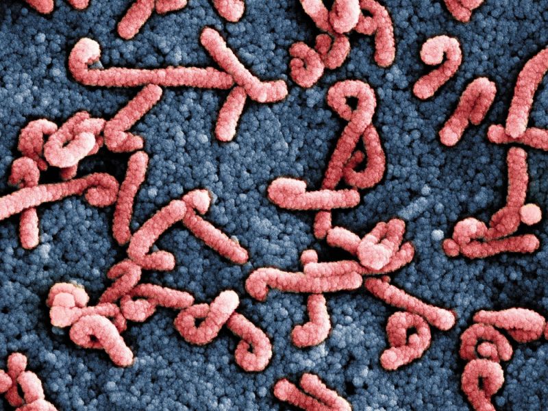 V Etiopiji potrdili izbruh smrtonosnega virusa marburg