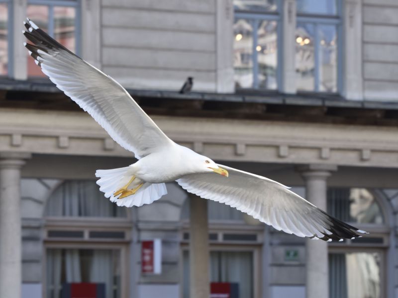 Ptičja gripa spet na pohodu: Galeb v Ljubljani, labod v Kopru okužena