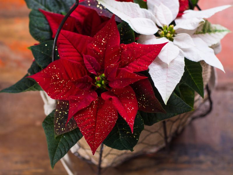 Rdeča ali bela, katera božična zvezda je prava za vaš dom