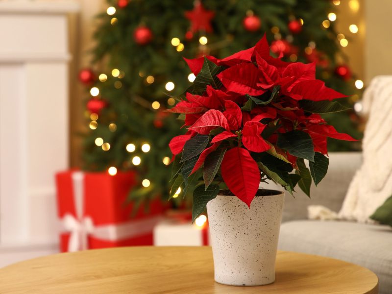 Tako bo vaša božična zvezda postala zvezda večera, ni še prepozno