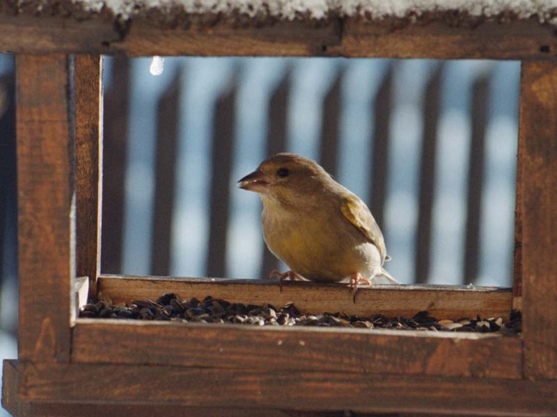 Pozor, sončnična semena za ptice ogrožajo zdravje občutljivih