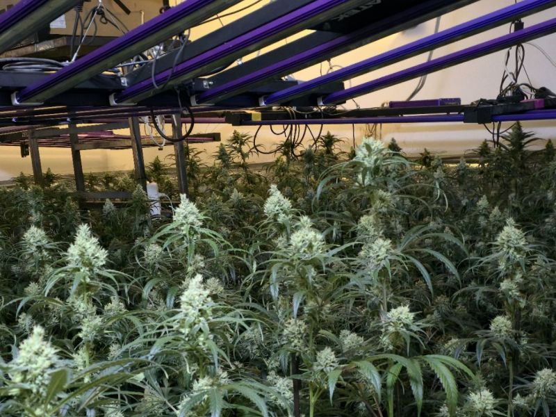 V Šiški za štirimi stenami in pod lučmi več sto sadik konoplje