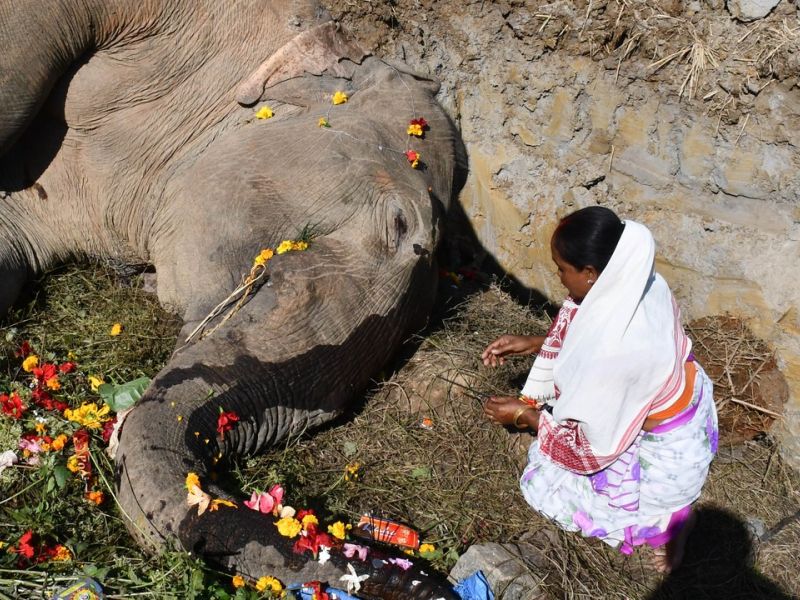 V trčenju z vlakom v Indiji umrlo sedem slonov