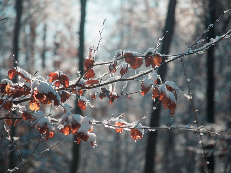Za silvestrovo nas čaka ledeno jutro, nato se bo občutno otoplilo