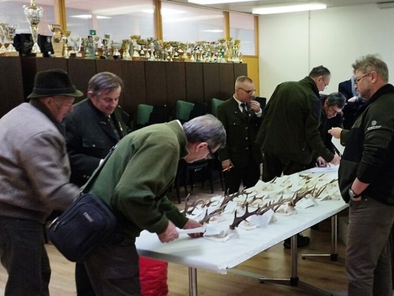 Odstrel divjega prašiča in velike divjadi: Kaj razkrivajo številke?