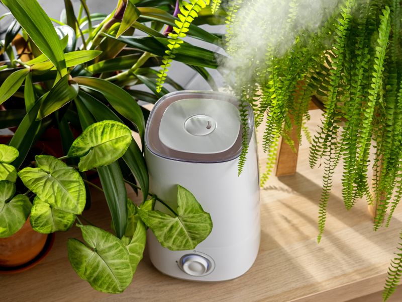 Kam postaviti vlažilec za največji učinek