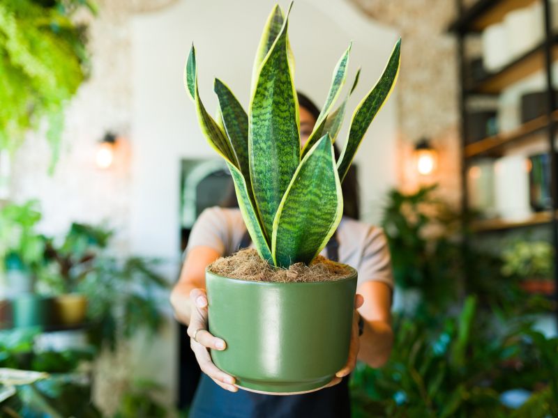 Taščin jezik lahko vzgojite kar sami - imamo trik