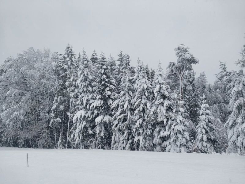 Težak sneg že lomi drevesa, največ škode na severovzhodu države