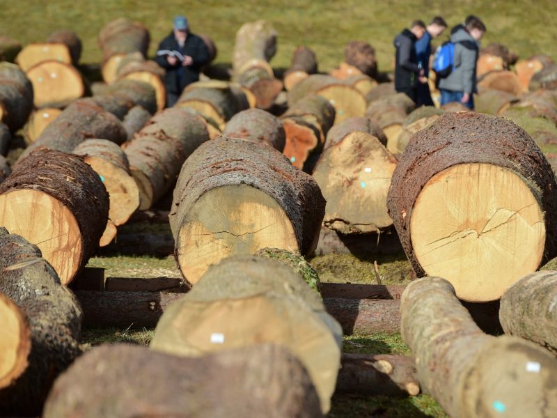 Za hrastov hlod iztržil neverjetnih 30 tisoč evrov