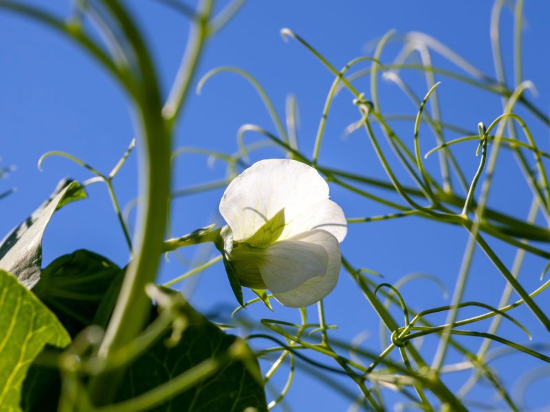 Znižuje holesterol in varuje srce, poceni živilo, ki ga jemo premalo