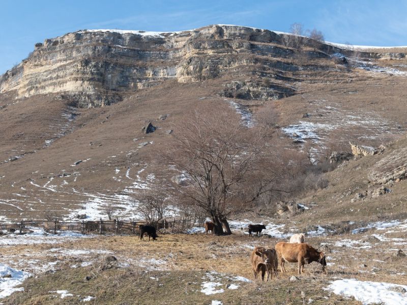 V Rusiji zaradi bolezni množičen zakol krav, izbruhnili protesti